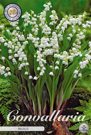 Bloembol Convallaria Majalis (x10)