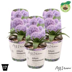 Allium Globemaster Potcover