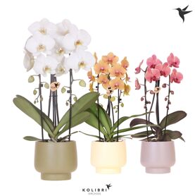 Kolibri Orchids Phalaenopsis Cascade Niagara Fall