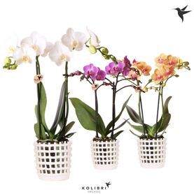 Kolibri Orchids Phalaenopsis Mix 2 Spike In Mesh P