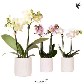 Kolibri Orchids Phalaenopsis Mix 2 Spike In Floral