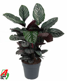 Calathea