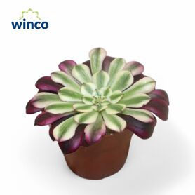 Aeonium Red Copper