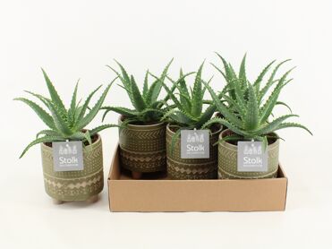 Aloe Arborescens Keramiek Maya Green