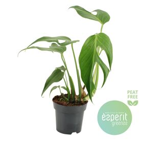 Monstera Burle Marx Flame