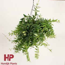 Aeschynanthus Caro Improved