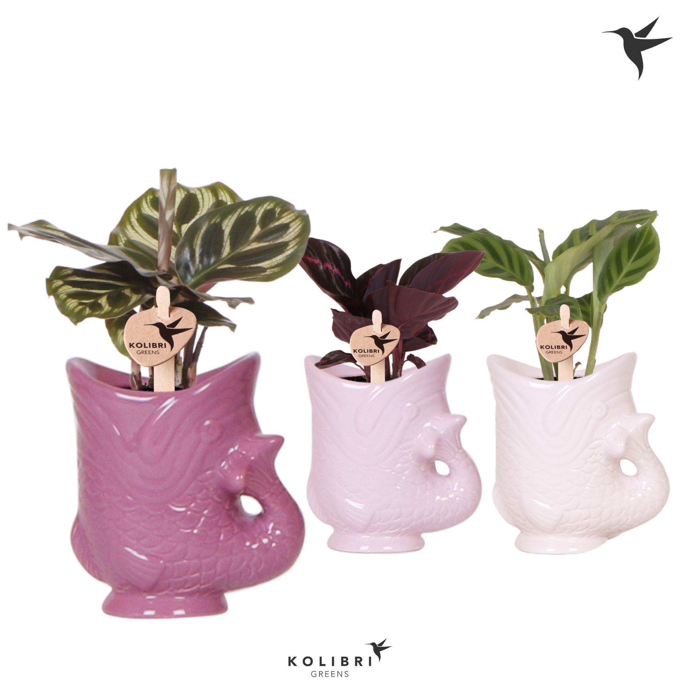 Calathea Gemengd Keramiek Fish