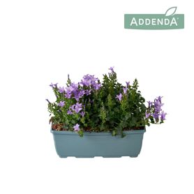 Camp Ambella Lavender Balkonbak