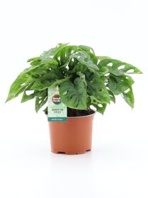 Monstera Adansonii