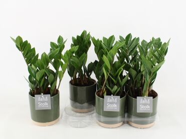 Zamioculcas Zamiifolia Keramiek Julia