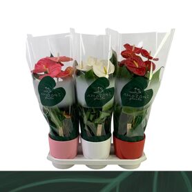 Anthu An Gemengd 4kl Keramiek