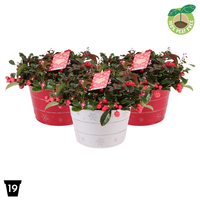 Gaultheria Pr Big Berry Zink Emmer