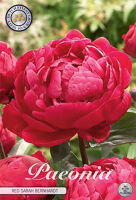 Bloembol Paeonia Red Sarah Bernhardt (x1)