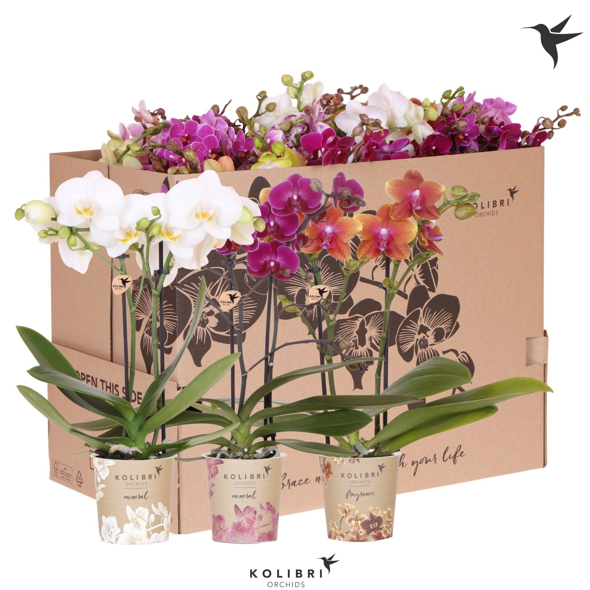 Kolibri Orchids Phalaenopsis Mix 2 Spike 45-50 Cm