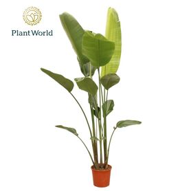 Strelitzia Nicolai 6pp