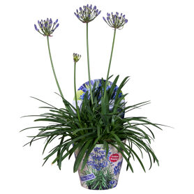 Agapanthus Summer Love Blue 1+ Potcover