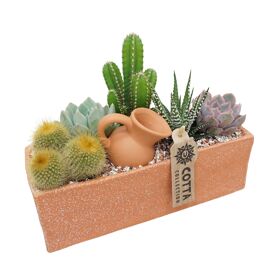 Cactus + Succ Gemengd Terracotta Rechthoek