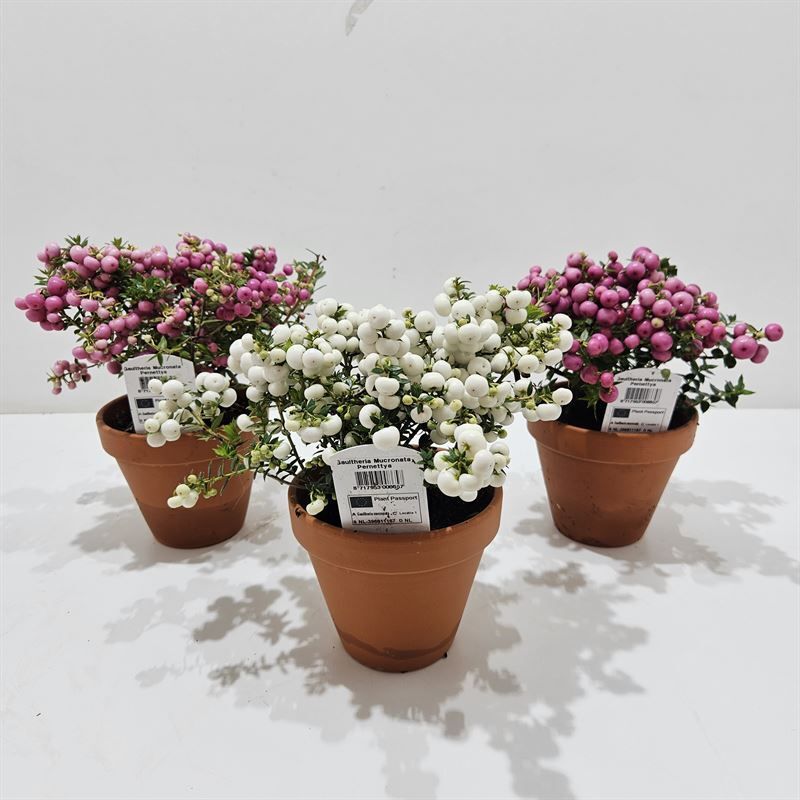 Gaultheria Mucronata Terracotta Mixlaag