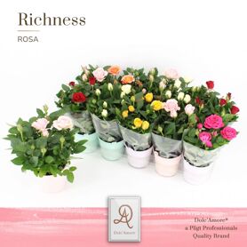 Ro Gemengd Dolc'amore Zink Emmer