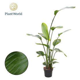 Strelitzia Nicolai 3 Pp (zonder Bloem) 160-180cm