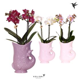 Kolibri Orchids Phalaenopsis Mix 2 Spike In Fish P