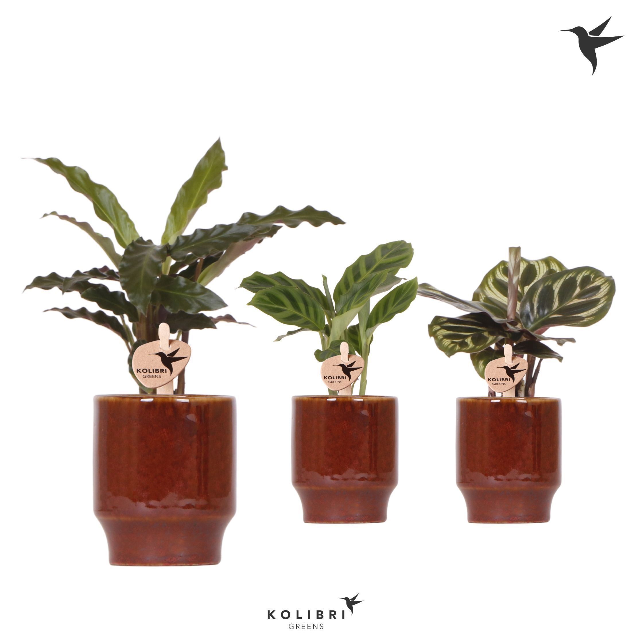 Calathea Gemengd Keramiek Classy Red