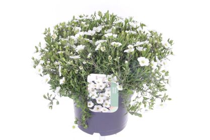 Arenaria Montana Blizzard Compact