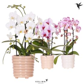 Kolibri Orchids Phalaenopsis Cascade Niagara Fall
