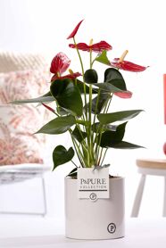 Anthu An Rood Keramiek Essential