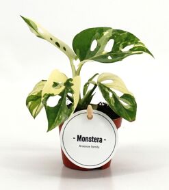 Monstera Adansonii Variegata