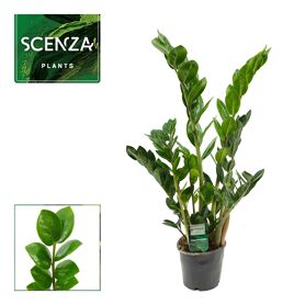 Zamioculcas Lima 12 Cm Scenza 65 Cm, 3+ Veren