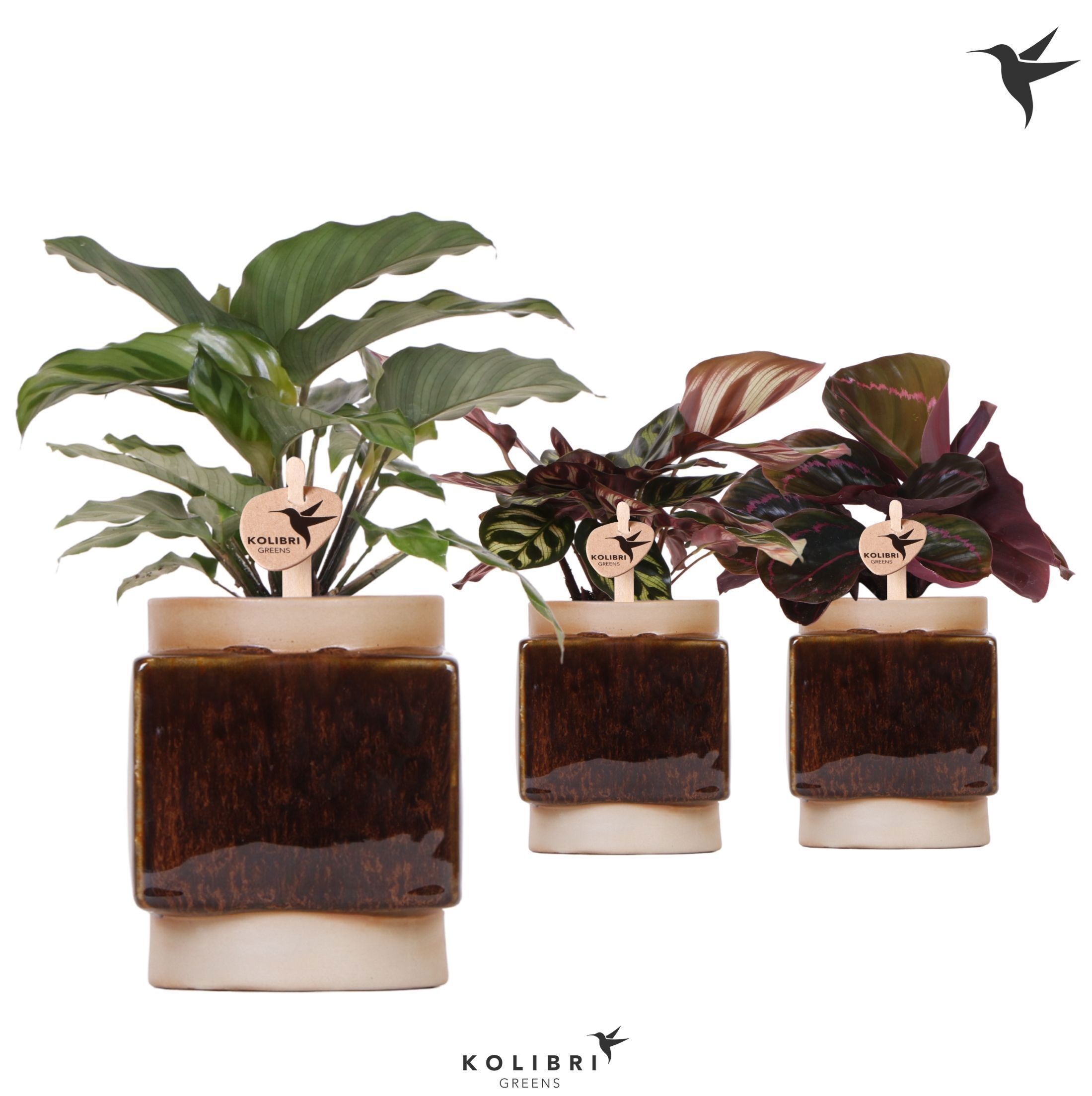 Calathea Gemengd Keramiek Classy Cube