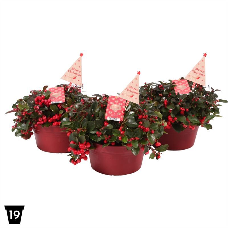 Gaultheria Pr Big Berry + Steker Natural Tree