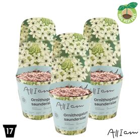 Ornithogalum Saundersiae