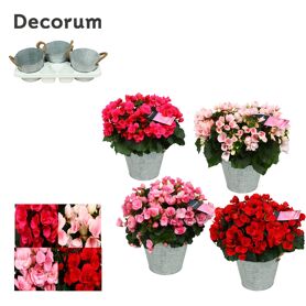 Beg Betulia Gemengd Outdoor Zink