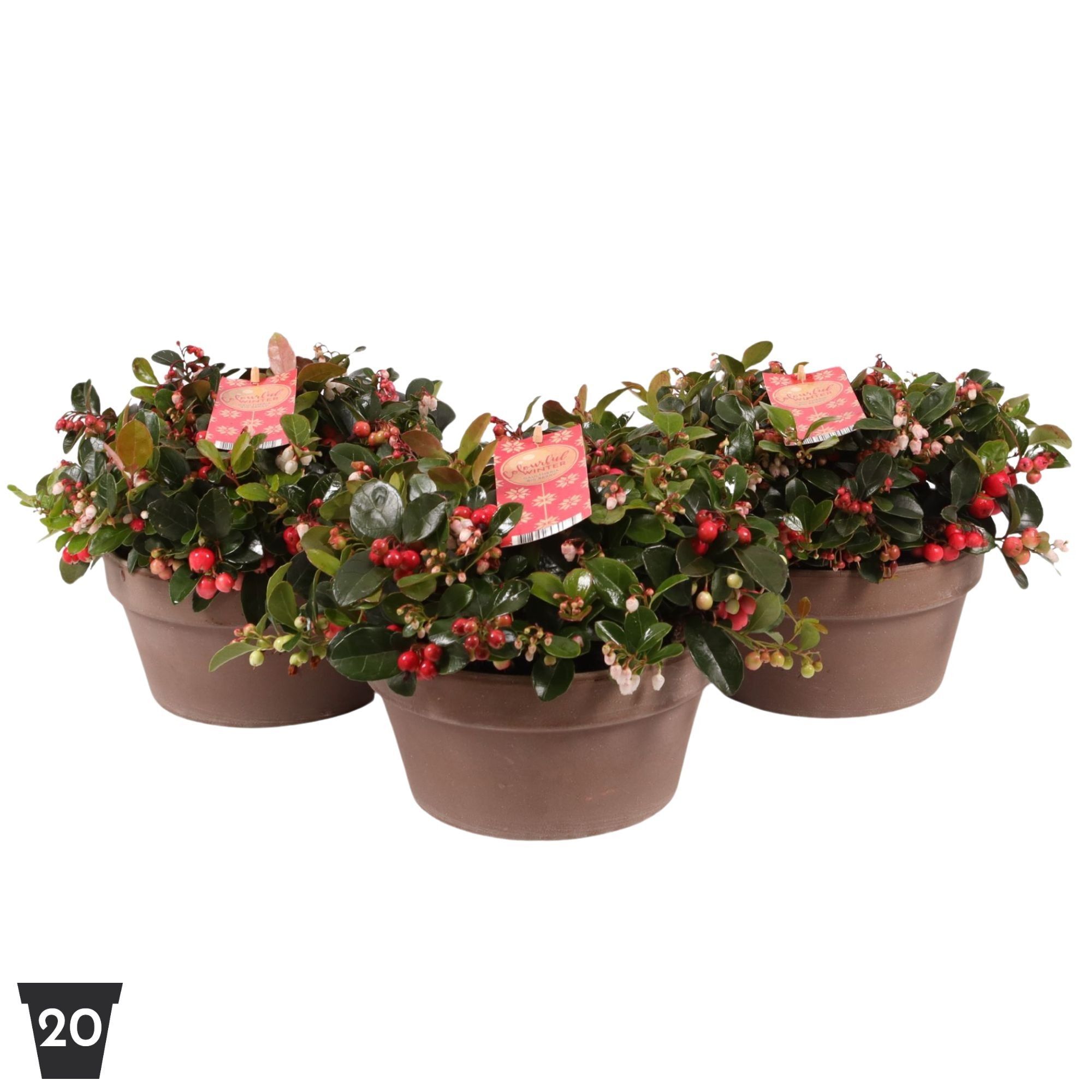 Gaultheria Pr Big Berry Keramiek Terracotta