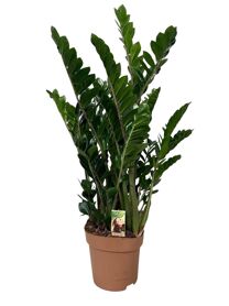 Zamioculcas Zamiifolia 10pp