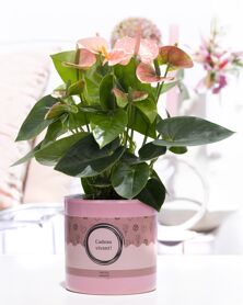 Anthu An Roze Keramiek Cadeau Vivant