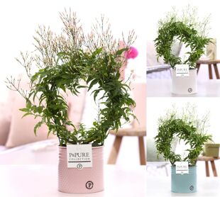 Jasm Poly Wit Boog 200+ Knop Zink Louise