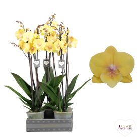 Phal 2 Tak 70cm Palau