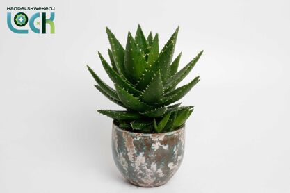 Aloe Mitriformis Keramiek Luuk Green