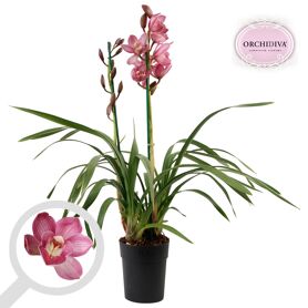 Cymbidium Licht Roze 2 Tak