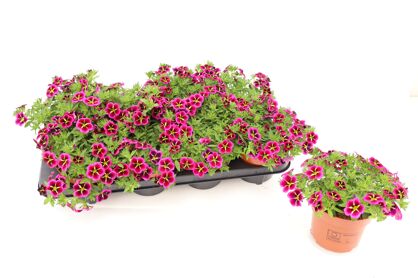 Calibrachoa Cabaret Good Night Kiss