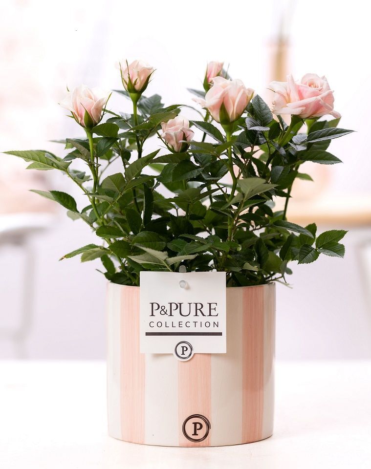 Ro Bm Licht Roze Keramiek Eline
