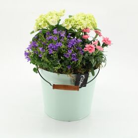 Cacr-2612 Campanula Creations