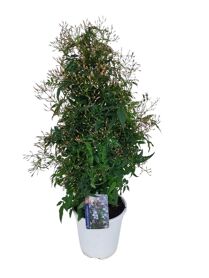 Jasm Poly Piramide Wit 500+ Knop