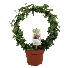 Hed He Groen Enkele Boog