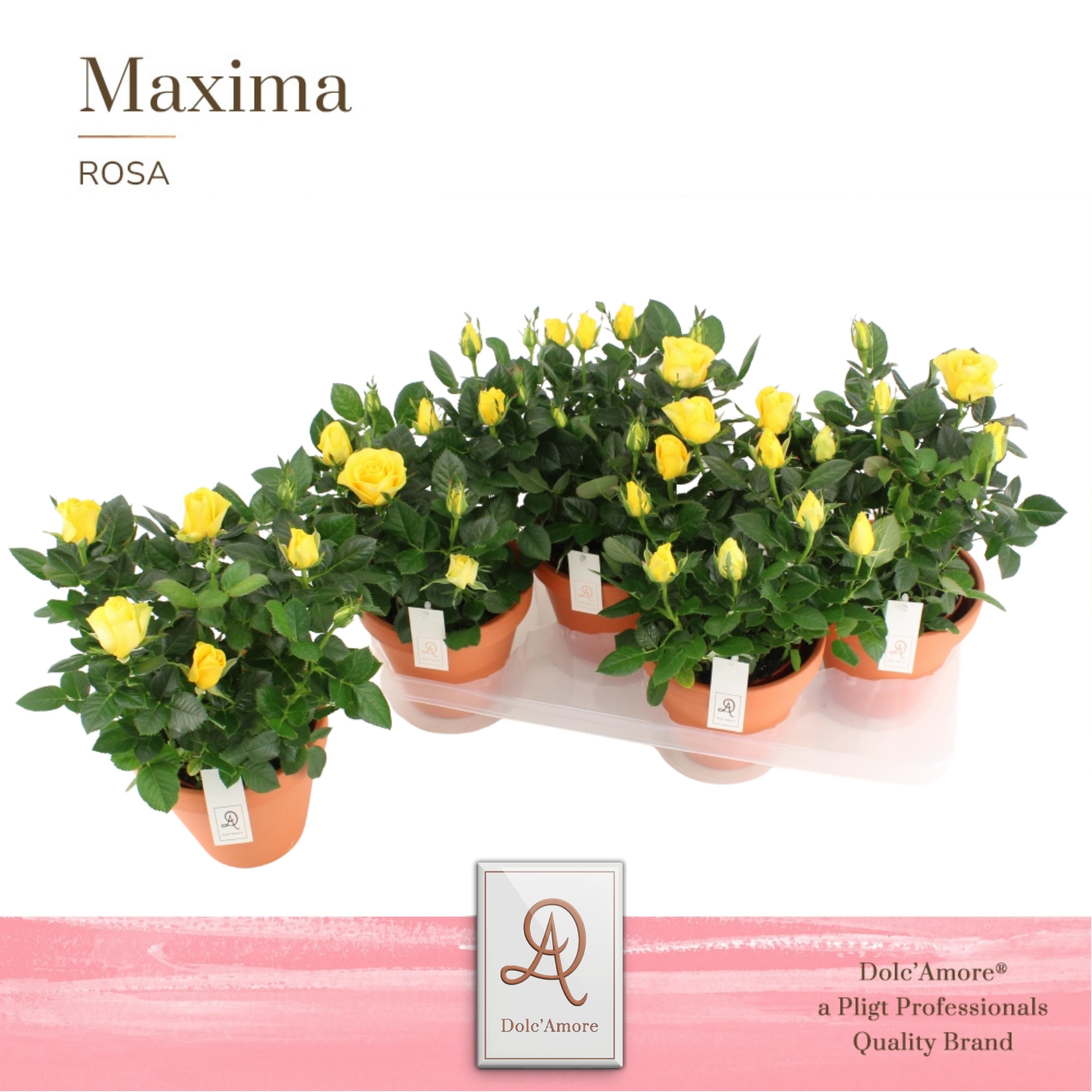 Ro Geel Infinity Dolc'amore Keramiek Terracotta