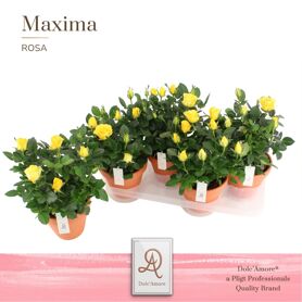 Ro Geel Infinity Dolc'amore Keramiek Terracotta