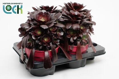 Aeonium Arboreum